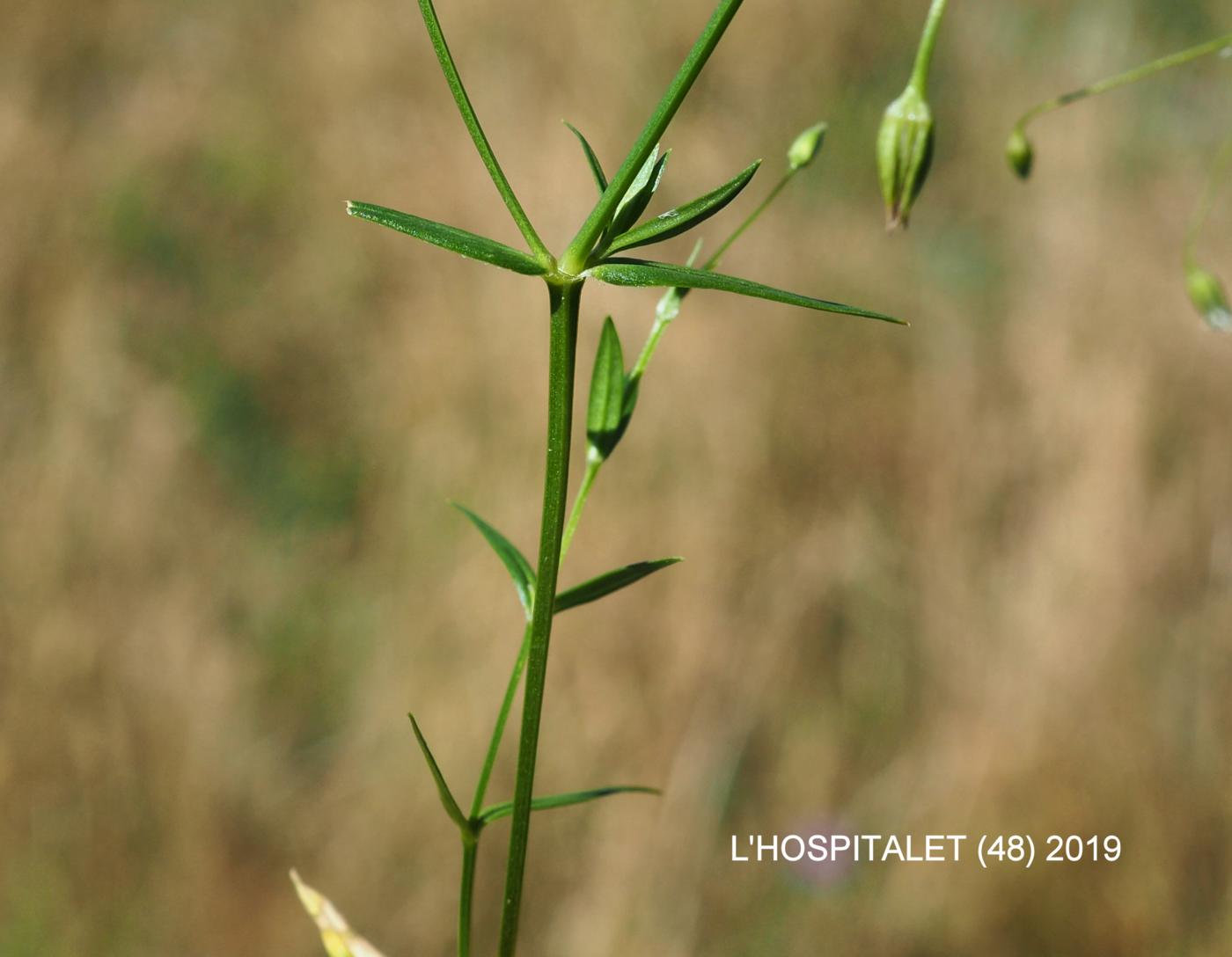 Stitchwort, Lesser leaf